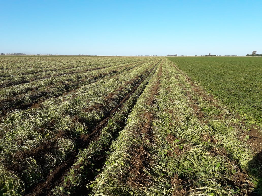 Arrancadora invertidora de maní - Imagen 3