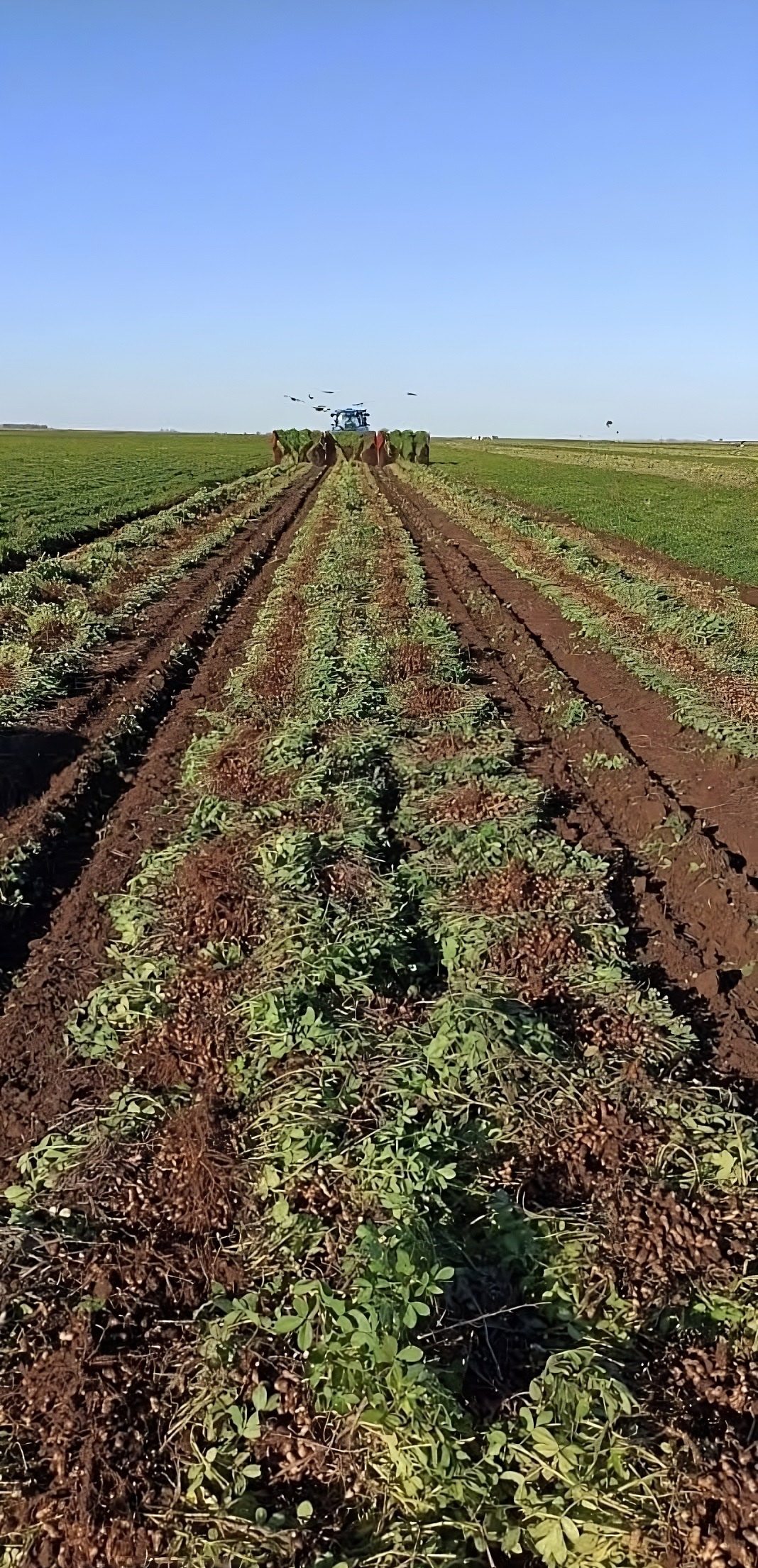 arrancadora bombassei